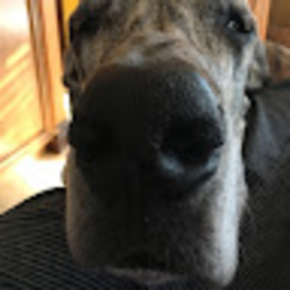 Meet your Posher, Gloria - Picture 1 of 1